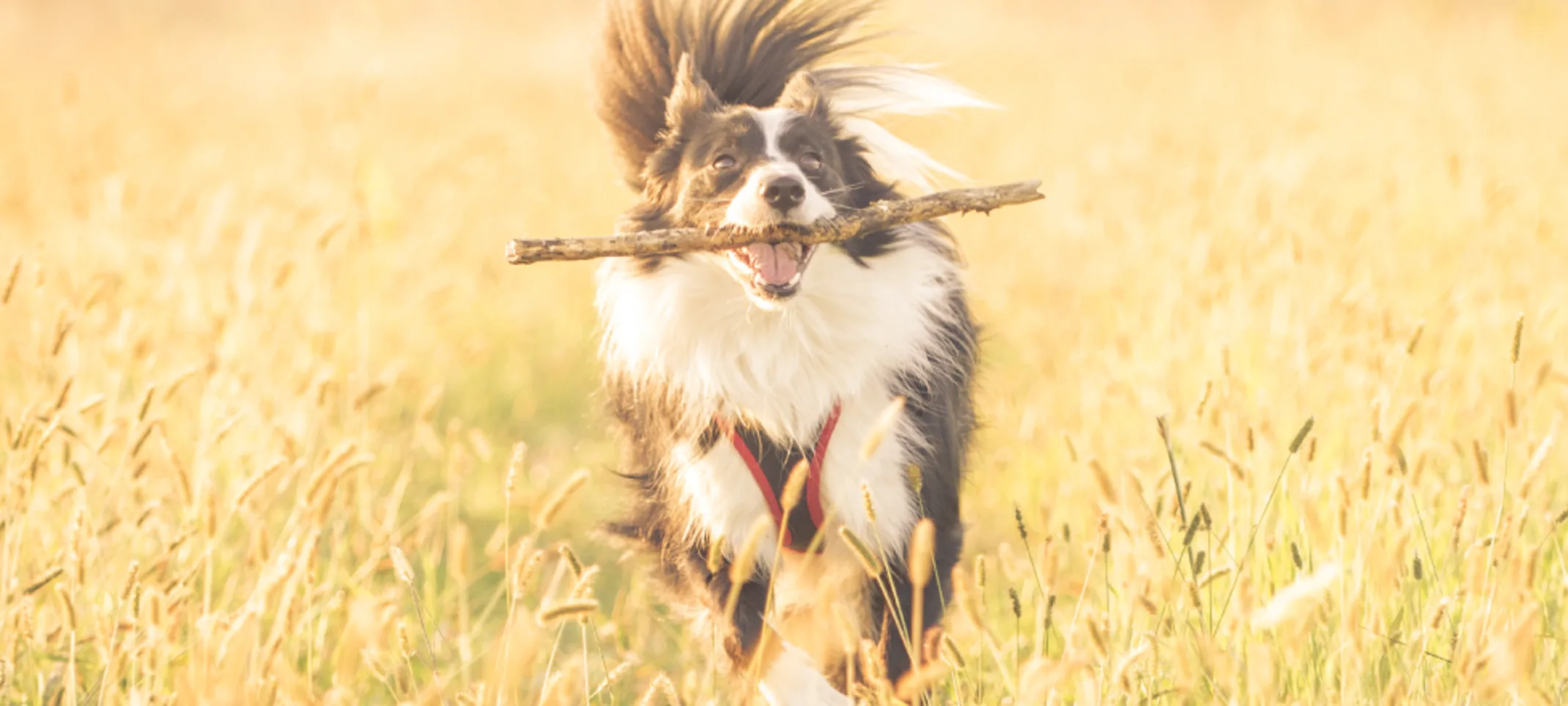 Dog running through wheat