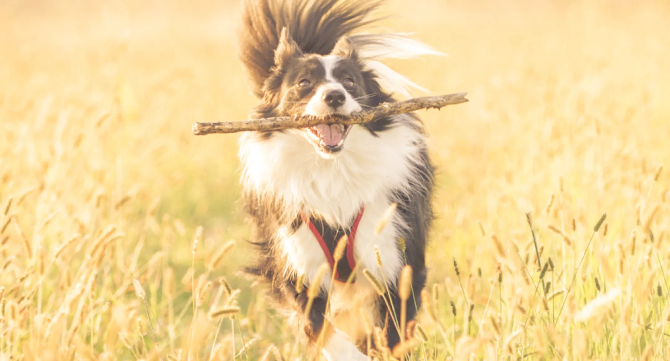 Dog running through wheat Dog running through wheat