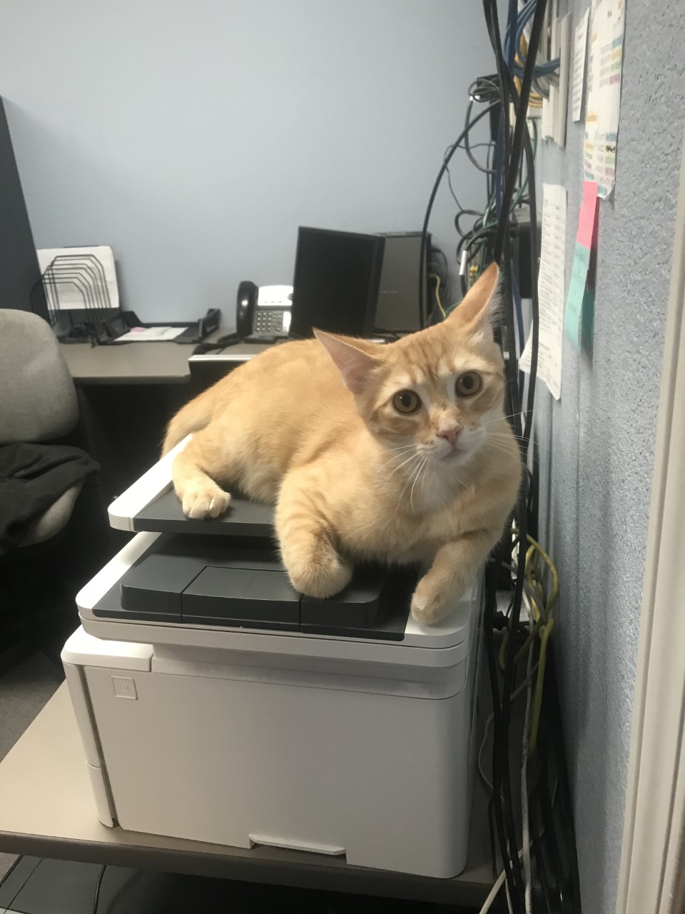 A cat on an exam table