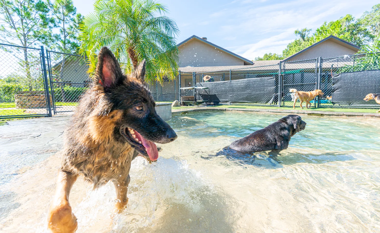 Dogs playing in a pool of water surrounded by a gate Dogs playing in a pool of water surrounded by a gate