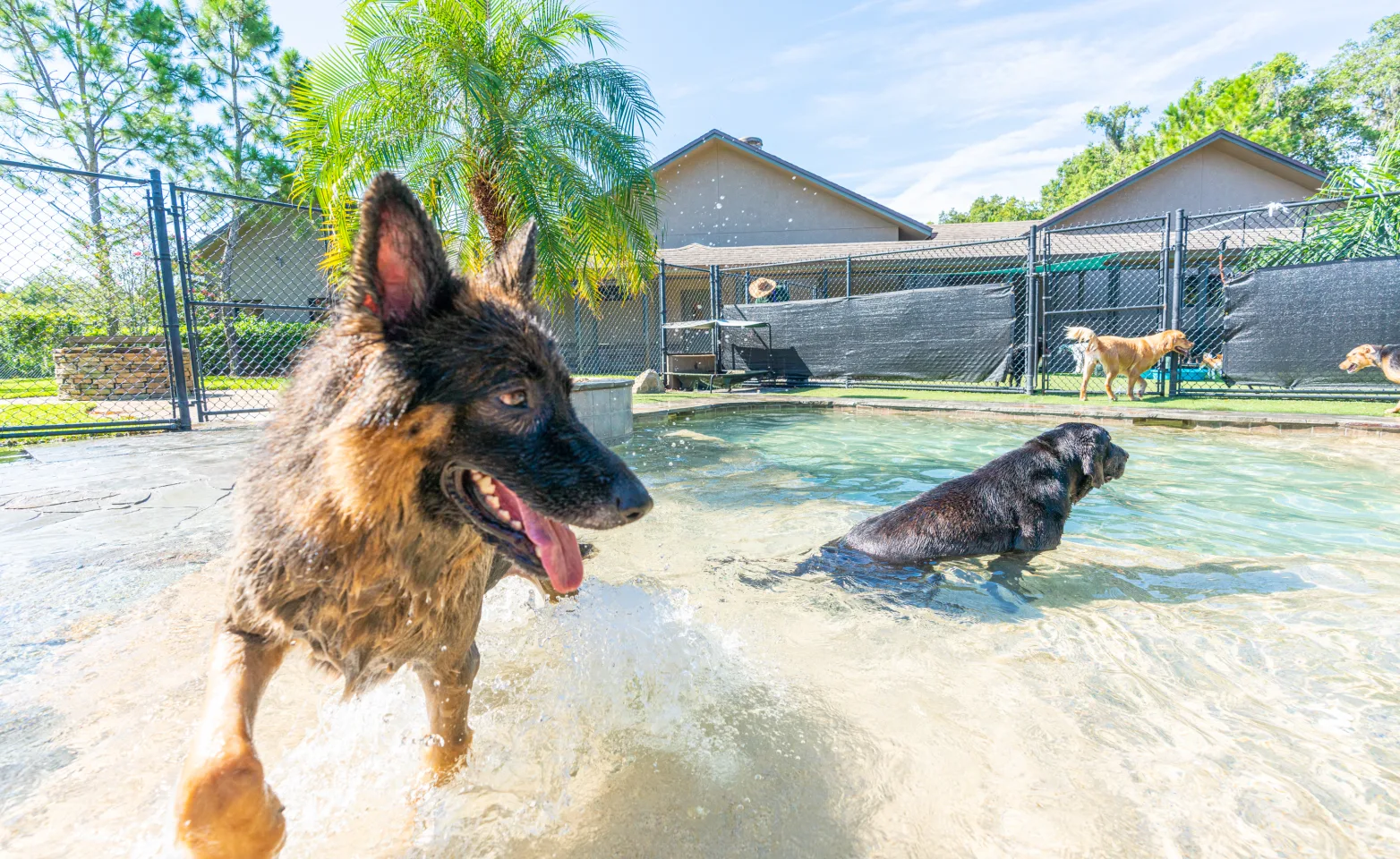 Dogs playing in a pool of water surrounded by a gate