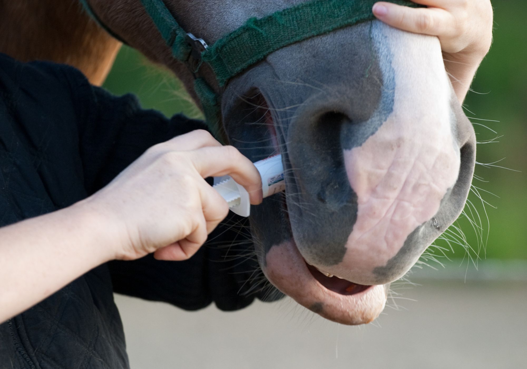 Equine deworming