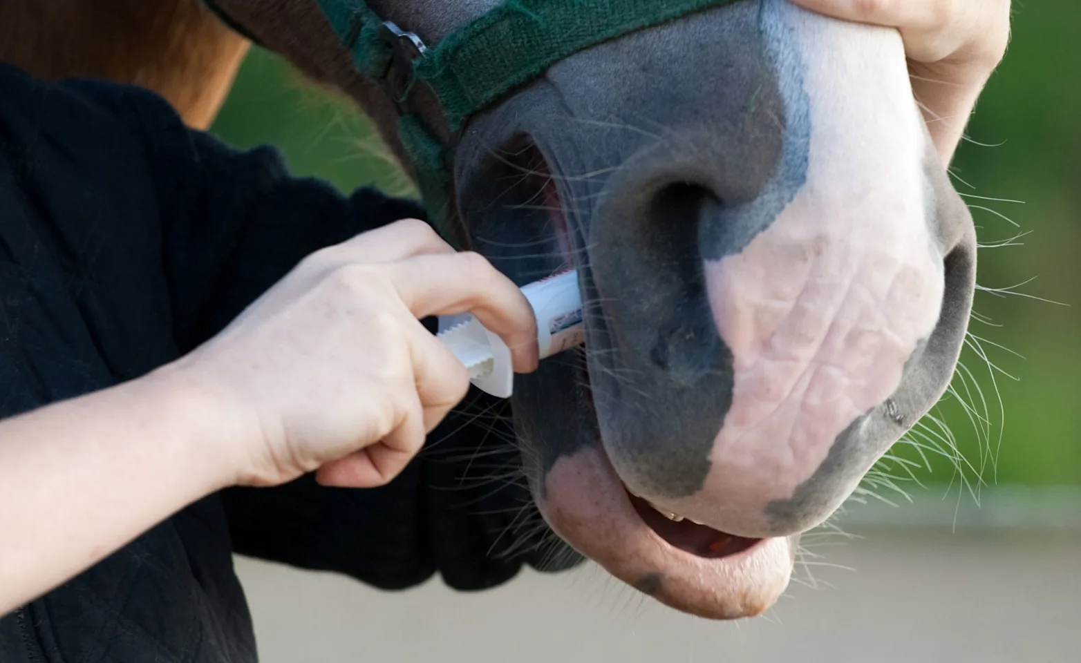 Equine deworming Equine deworming