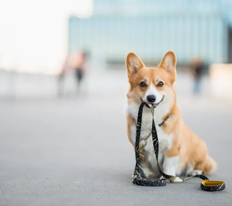 Corgi with leash in mouth sitting on sidewalk in a big city Corgi with leash in mouth sitting on sidewalk in a big city