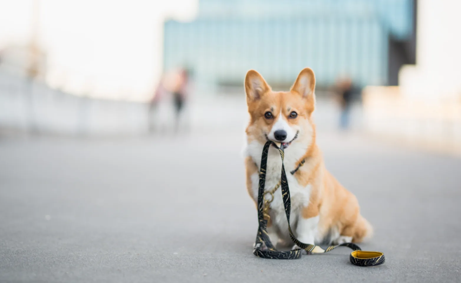 Corgi with leash in mouth sitting on sidewalk in a big city