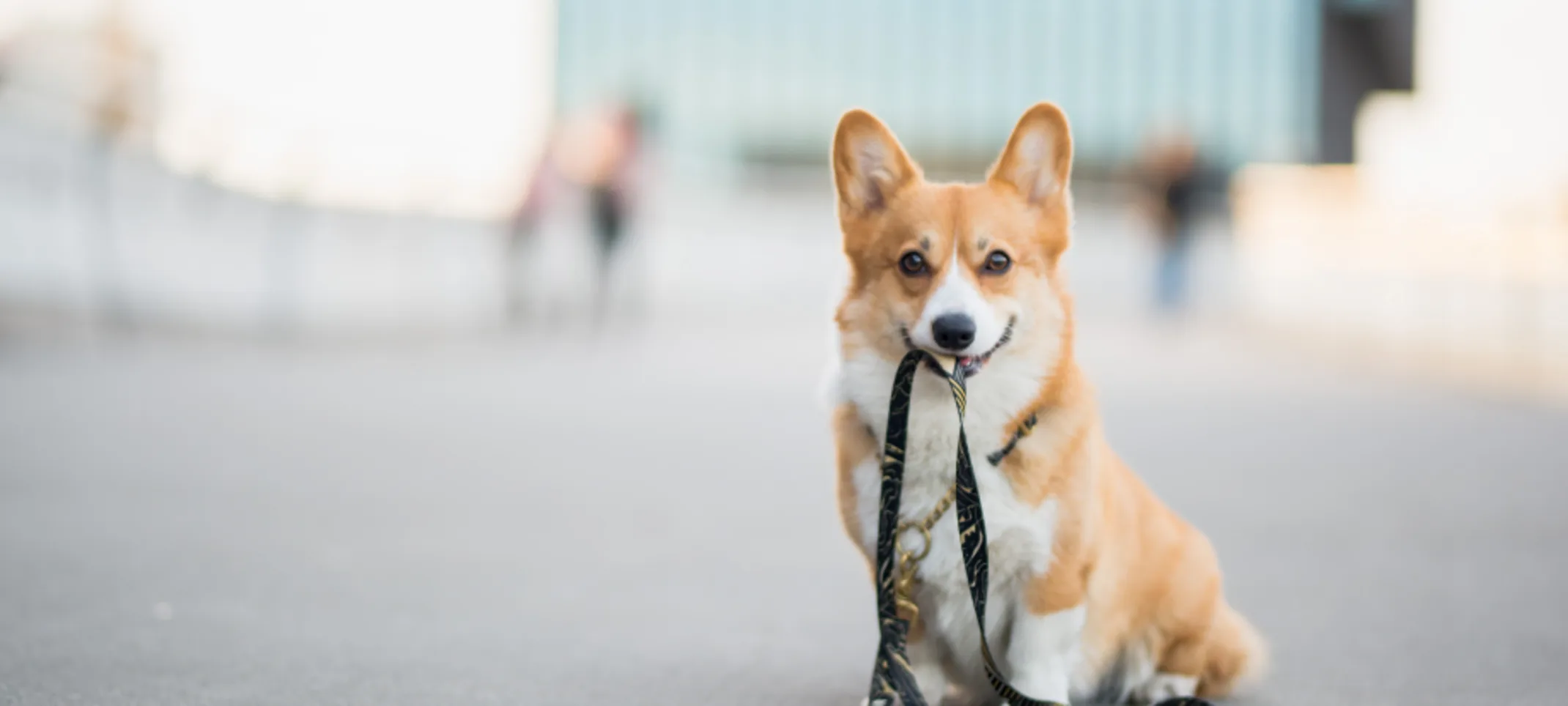 Corgi with leash in mouth sitting on sidewalk in a big city Corgi with leash in mouth sitting on sidewalk in a big city