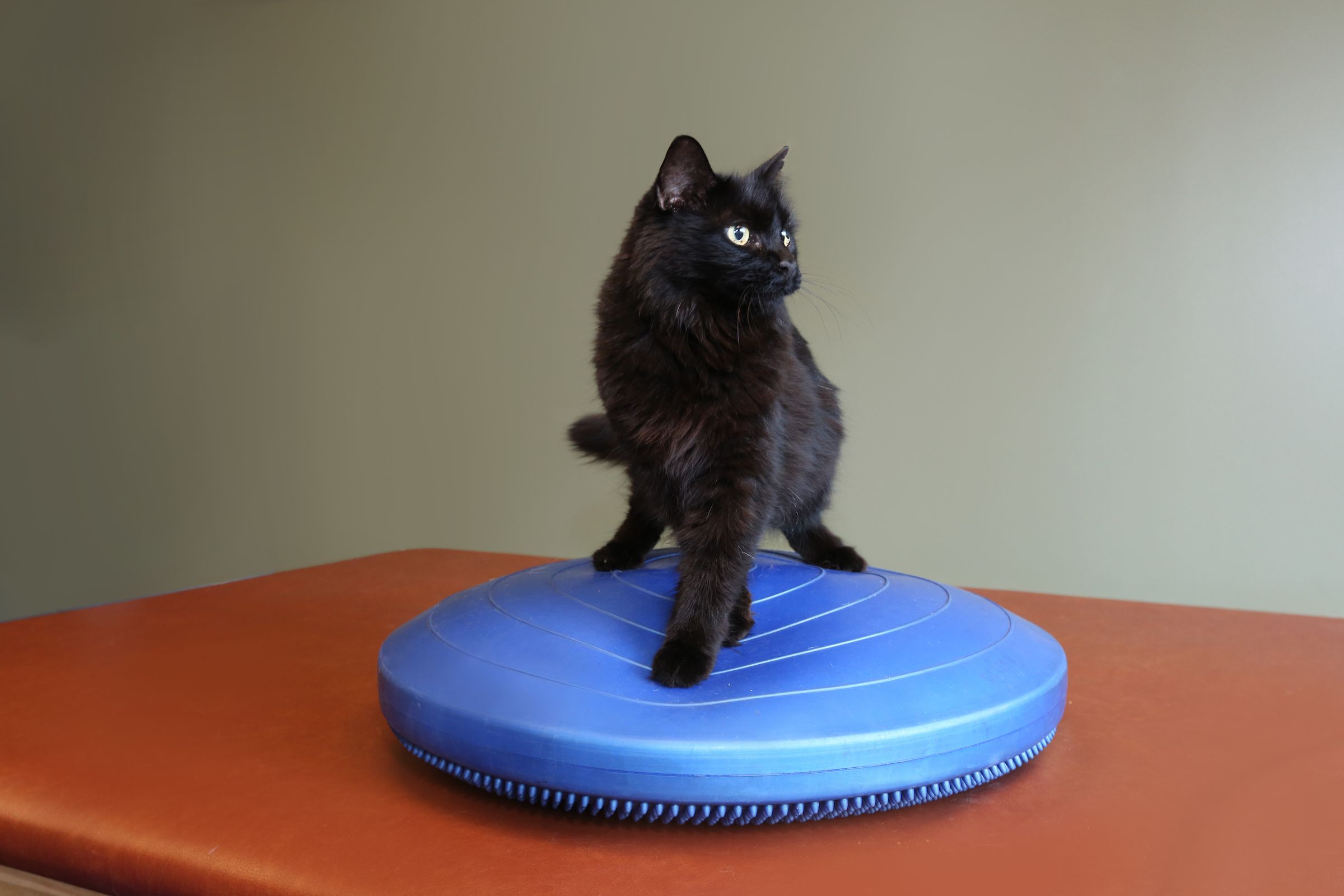 Cat rehabilitation at Animal Specialty Center