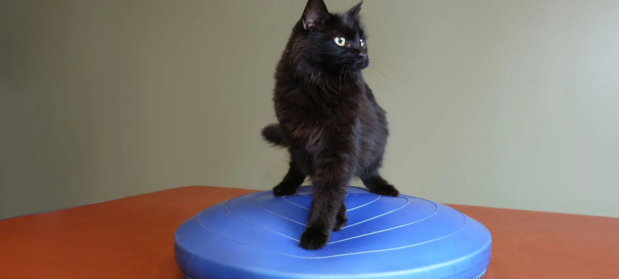 Cat rehabilitation at Animal Specialty Center Cat rehabilitation at Animal Specialty Center