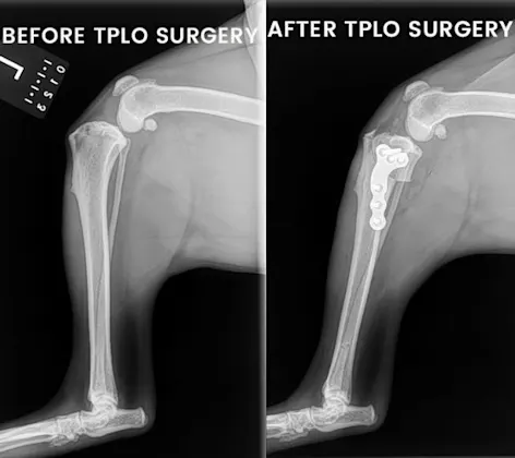 x-ray images before and after TPLO Surgery x-ray images before and after TPLO Surgery