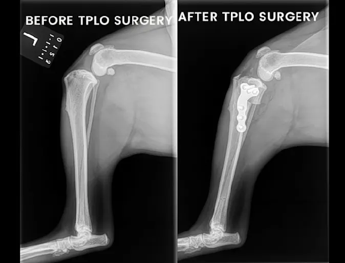 x-ray images before and after TPLO Surgery x-ray images before and after TPLO Surgery