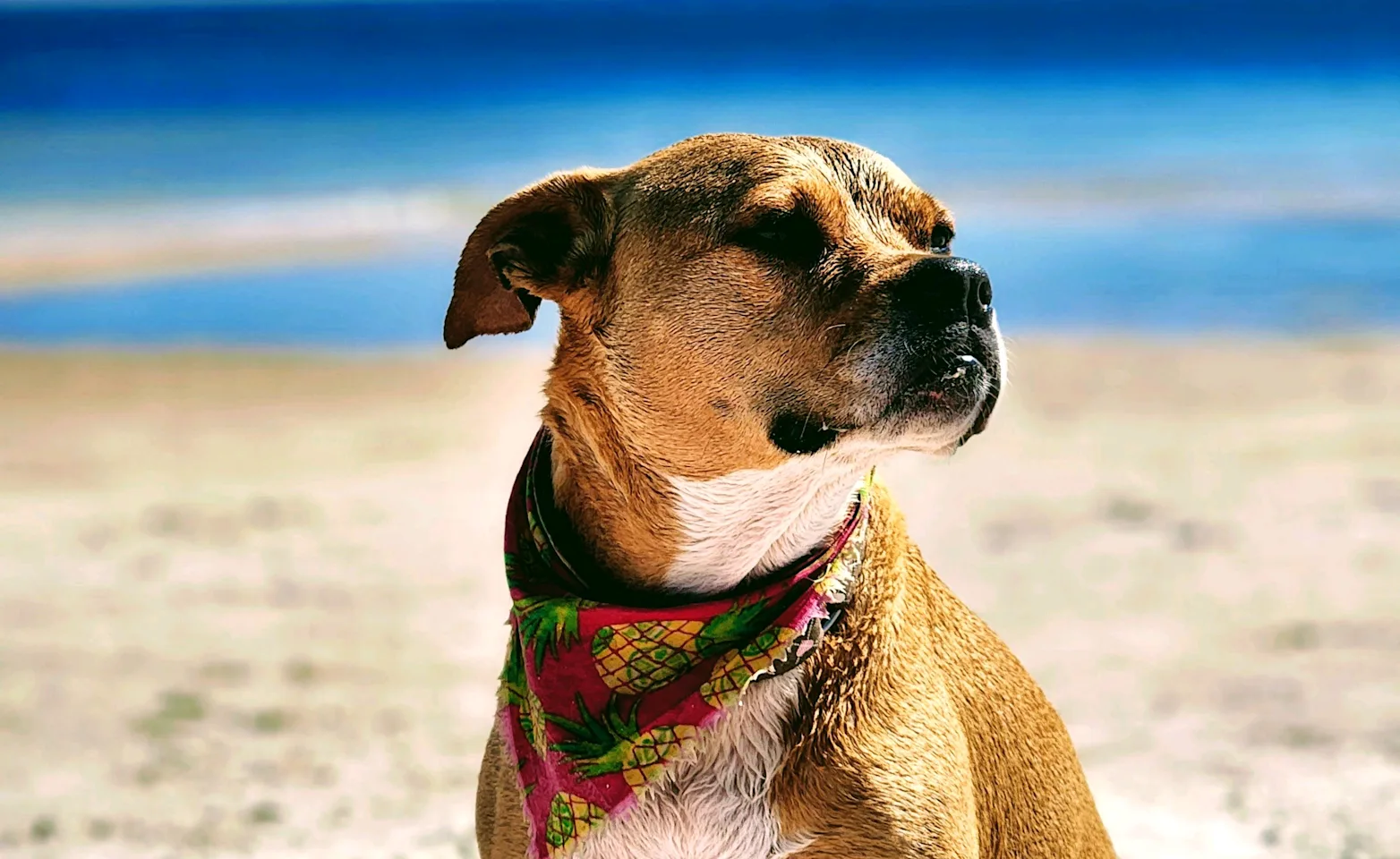 Sitting Dog Sitting Dog