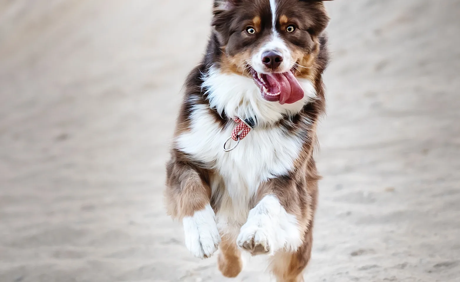 dog with tongue out running in sand dog with tongue out running in sand