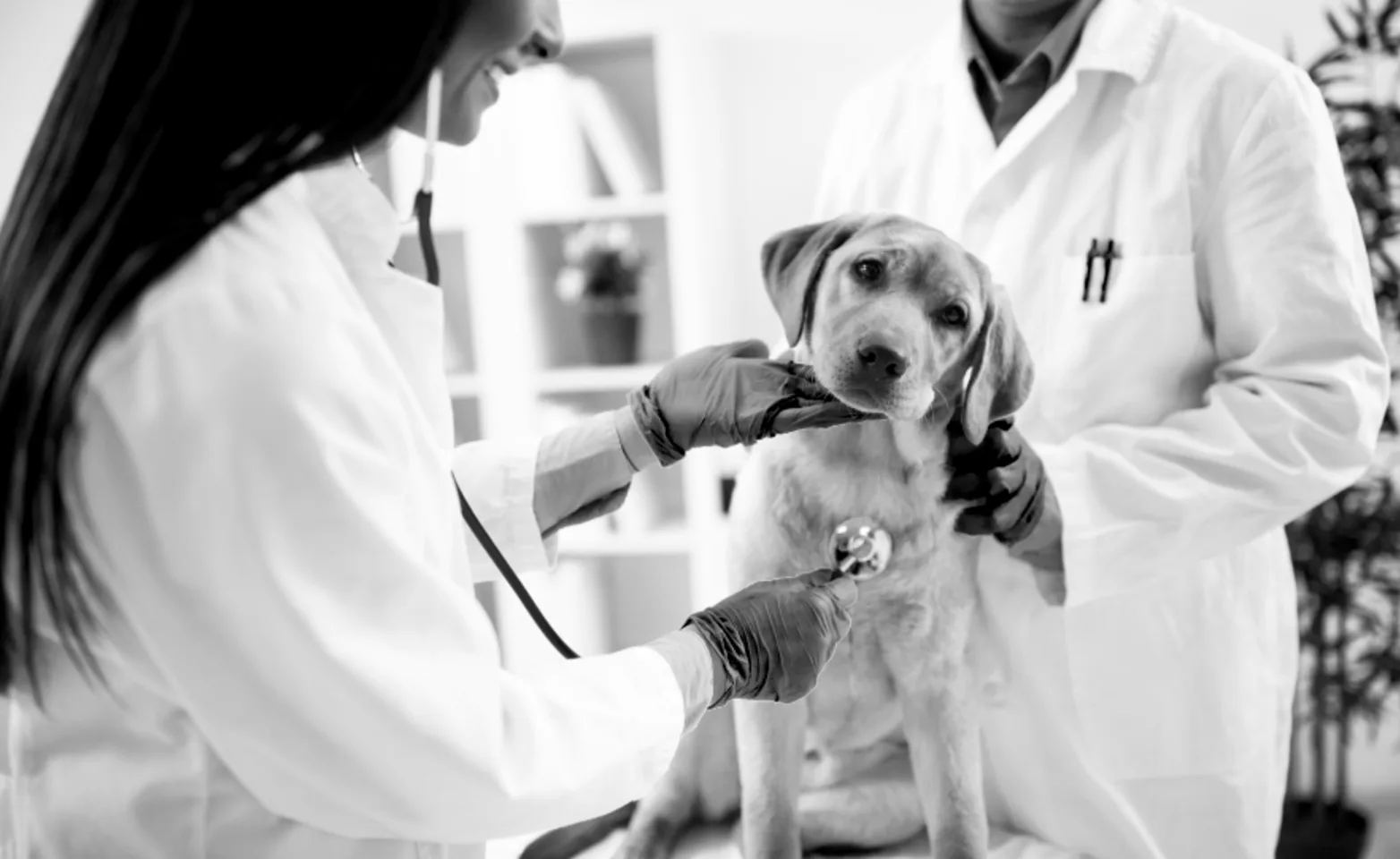 Doctors examine puppy black and white