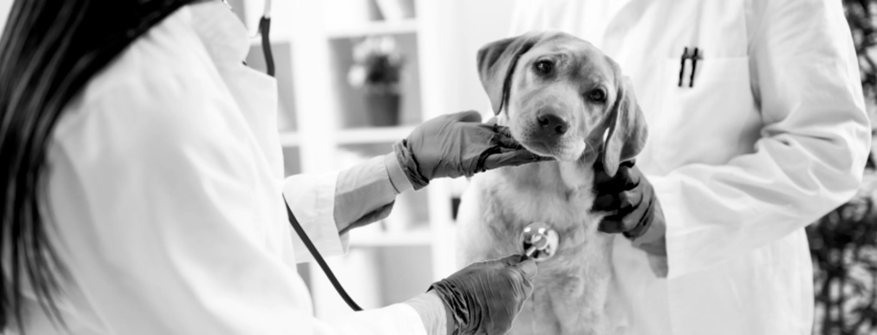 Doctors examine puppy black and white Doctors examine puppy black and white