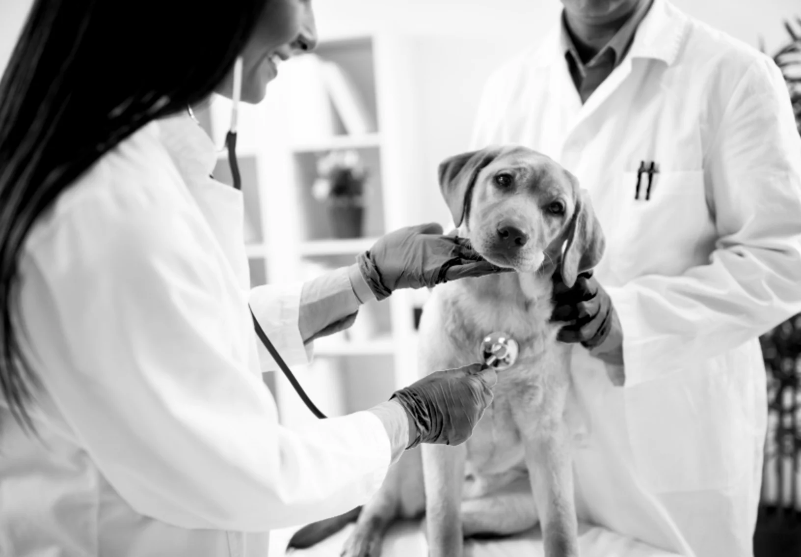 Doctors examine puppy black and white Doctors examine puppy black and white