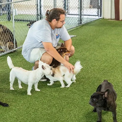 Small dogs playing Small dogs playing