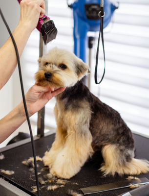Dog Sitting on Grooming Table