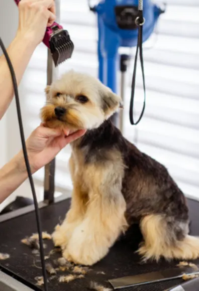 Dog Sitting on Grooming Table Dog Sitting on Grooming Table