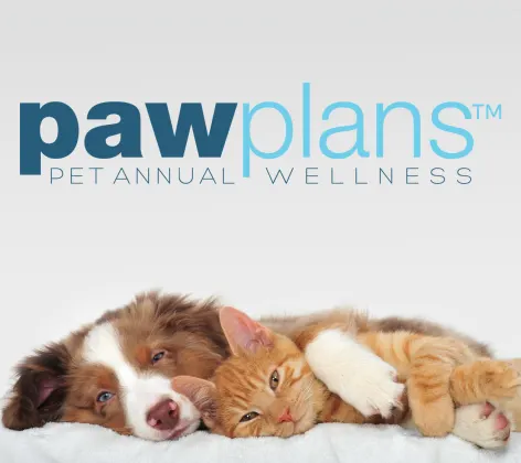 A brown and white dog cuddling with a cat on a white bed A brown and white dog cuddling with a cat on a white bed
