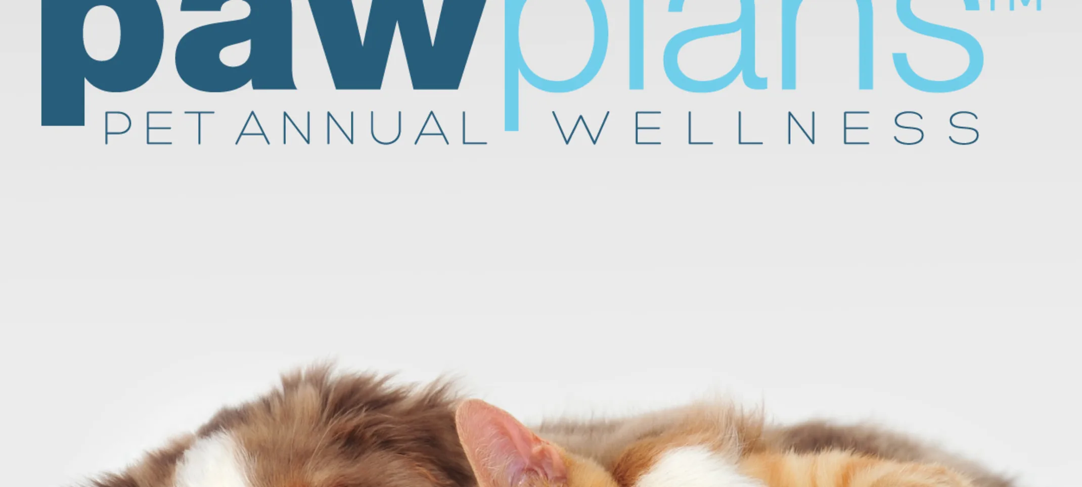 A brown and white dog cuddling with a cat on a white bed A brown and white dog cuddling with a cat on a white bed
