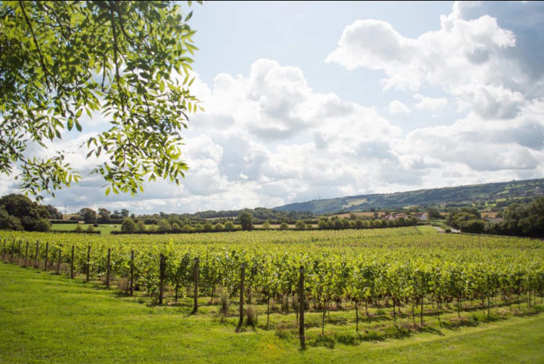 Somerset vine yard