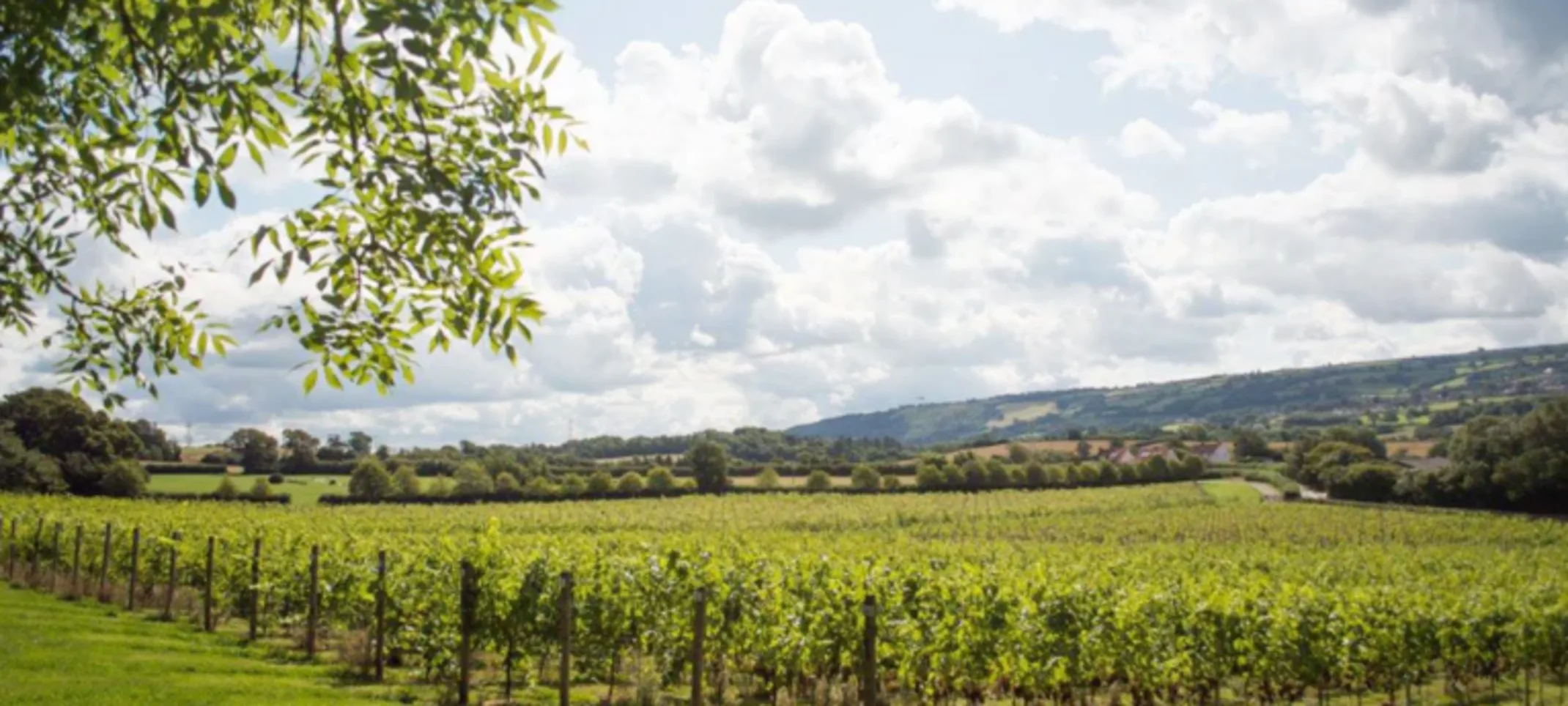 Somerset vine yard Somerset vine yard