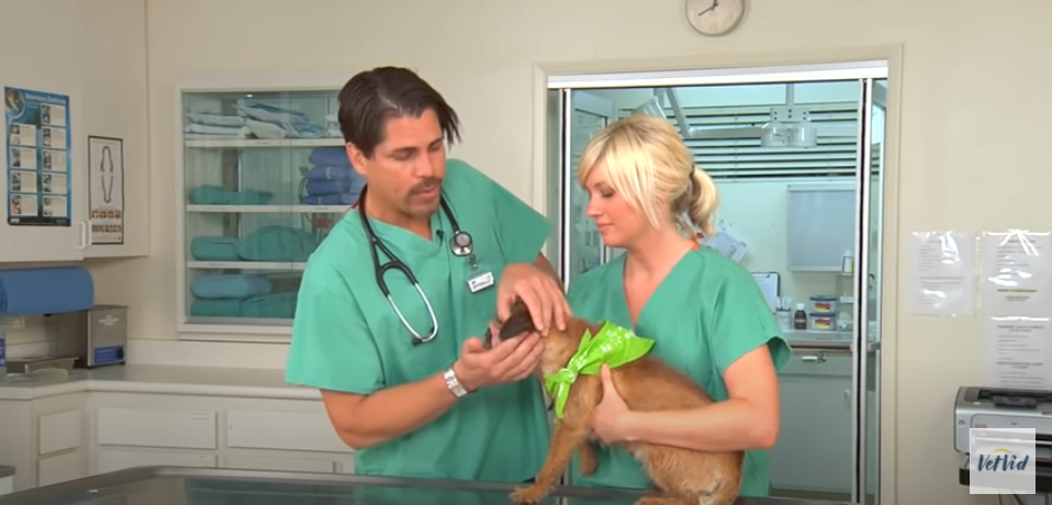 YouTube cleaning a dog's ear