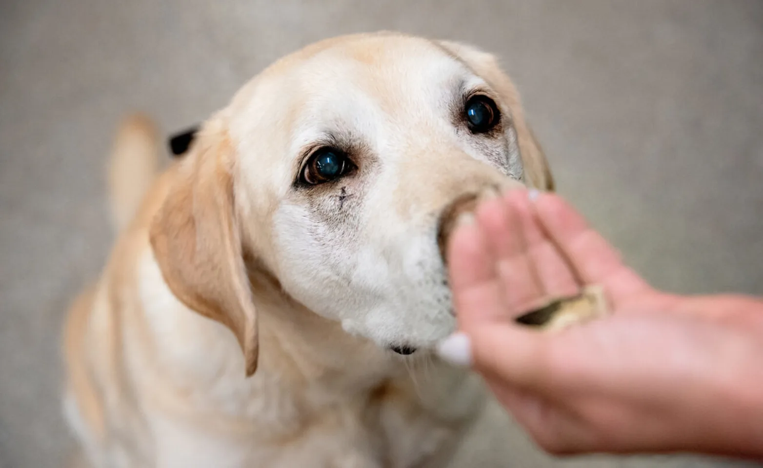 A dog looking at a treat A dog looking at a treat
