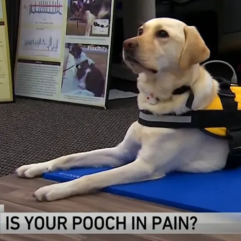 A dog with a harness sitting on a mat