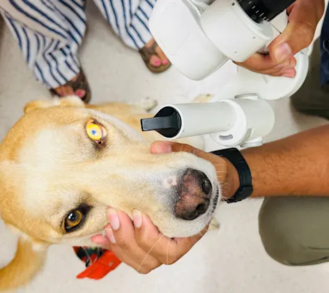 Staff examining dog's eye Staff examining dog's eye