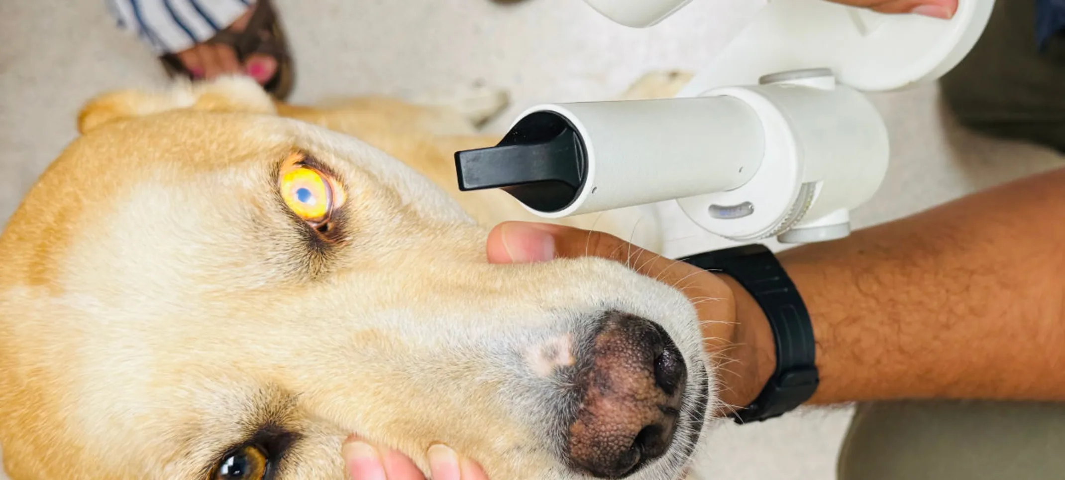 Staff examining dog's eye Staff examining dog's eye