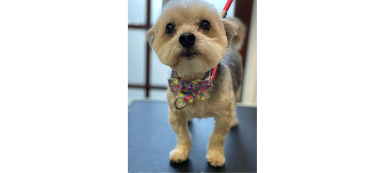 White and gray dog with colorful collar