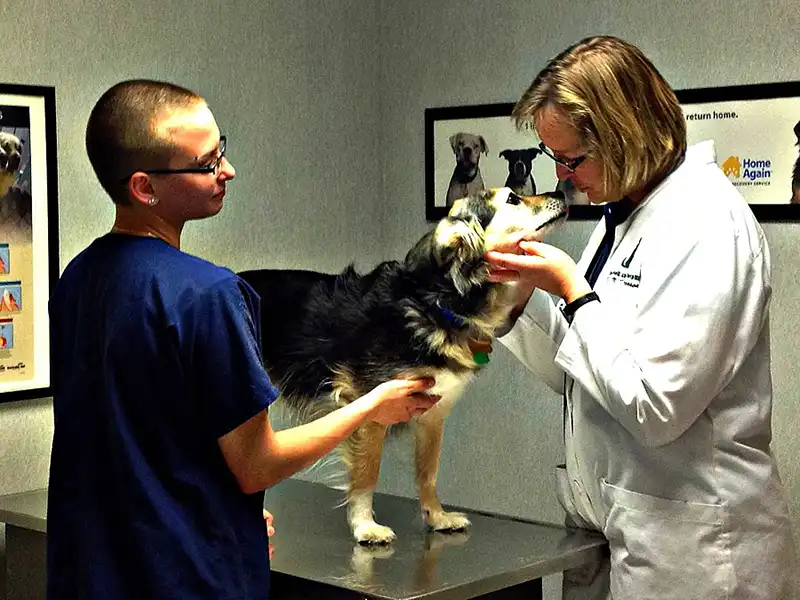 Vet performing wellness check on patient