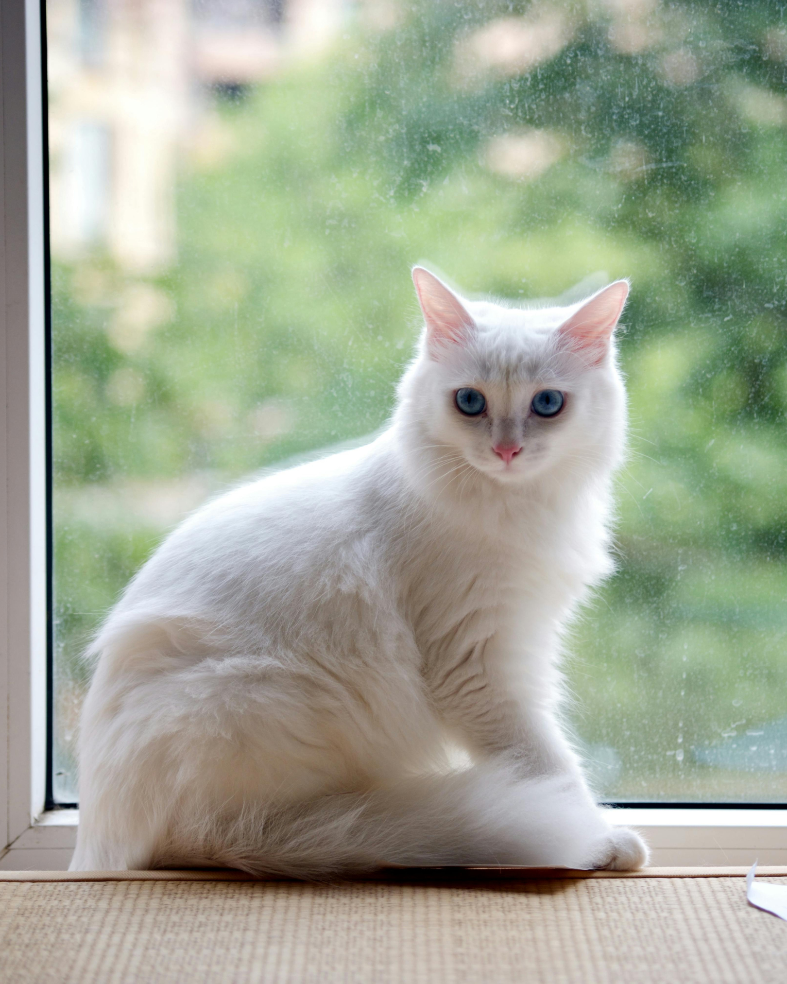 White cat on window sill