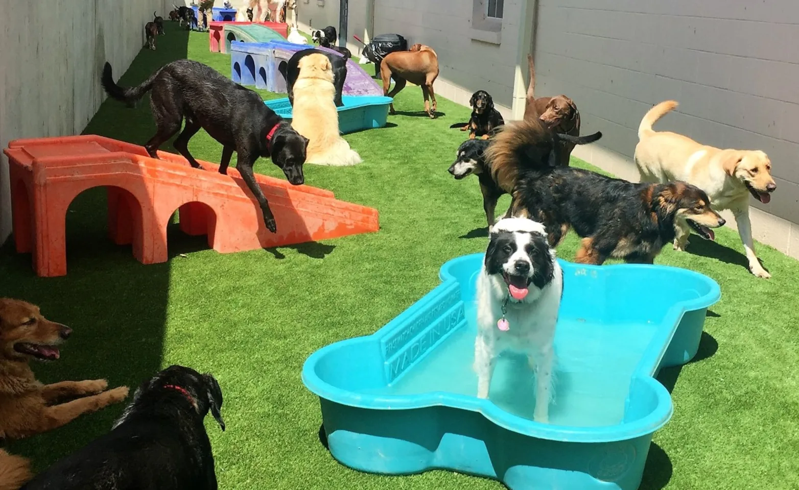 Bark & Board Daycare with dogs playing Bark & Board Daycare with dogs playing