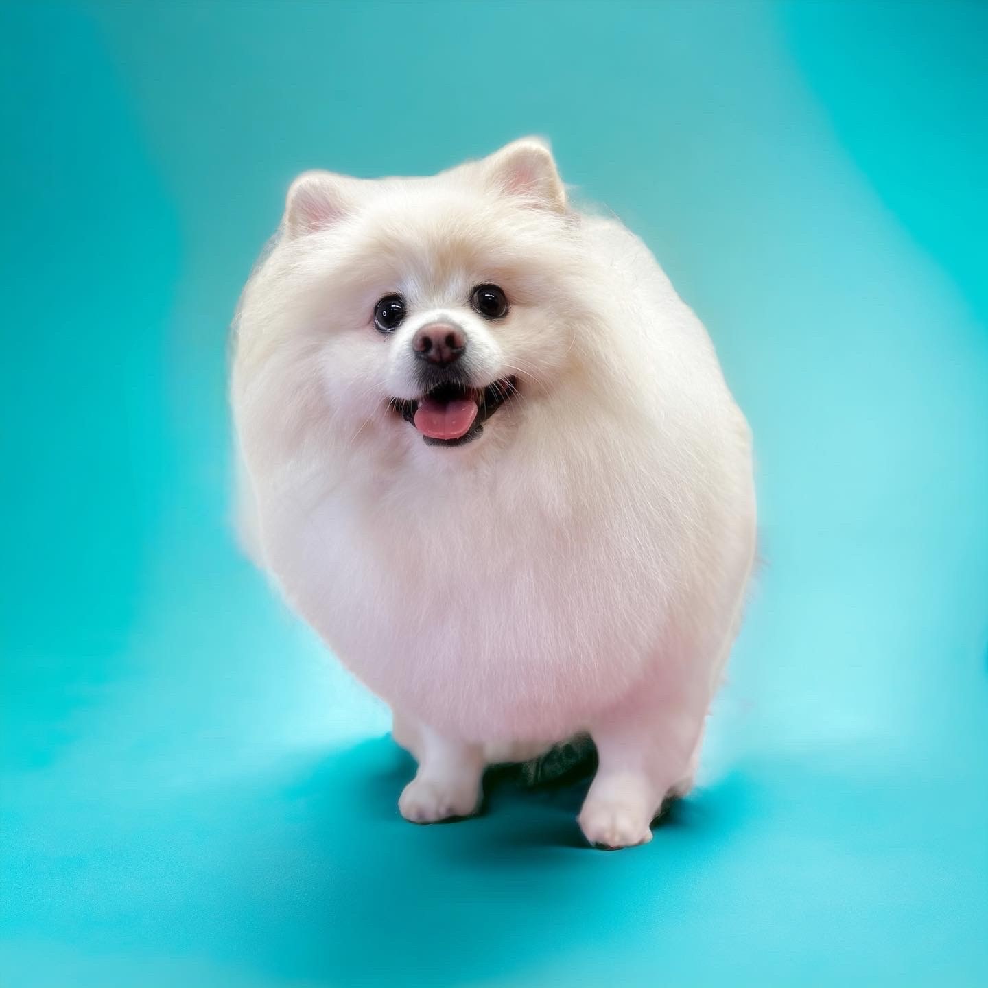 Groomed white Pomeranian smiling.