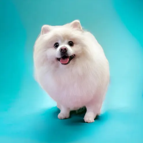 Groomed white Pomeranian smiling. Groomed white Pomeranian smiling.