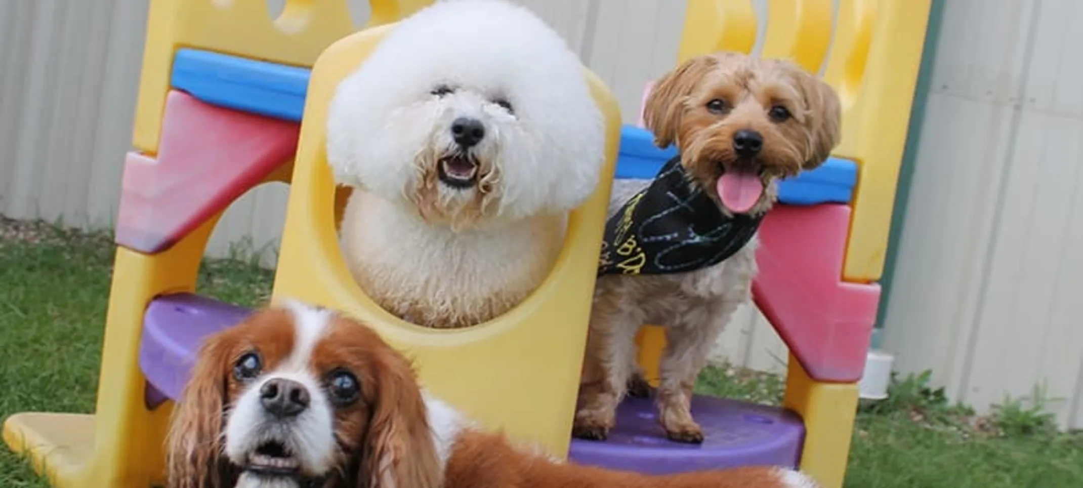 Dogs on Slide Dogs on Slide