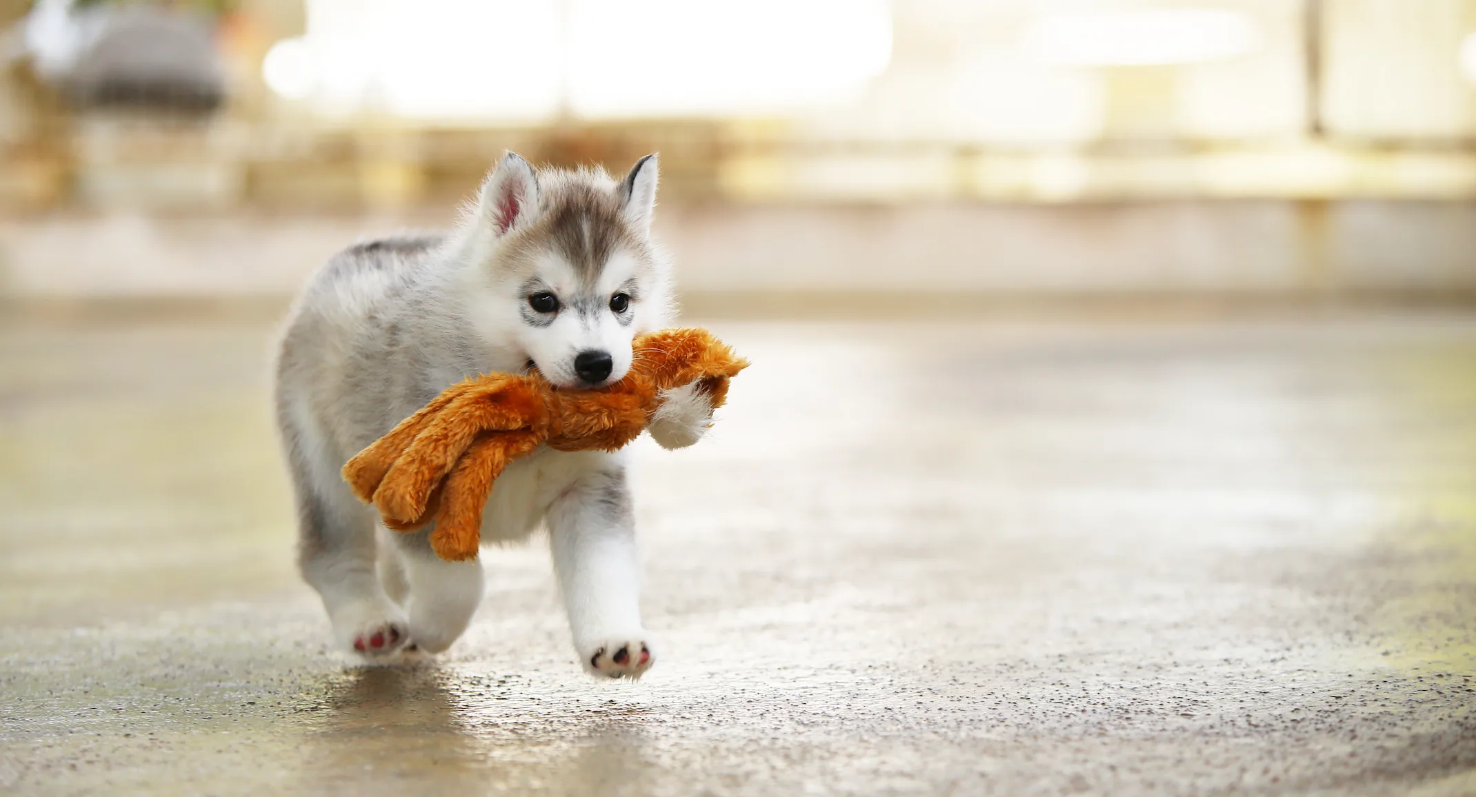puppy husky running with a toy in its mouth puppy husky running with a toy in its mouth
