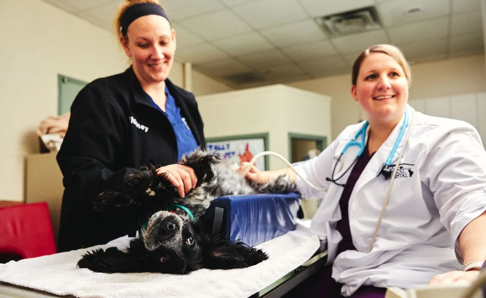 Doctor Todd and Vet Tech performing Ultrasound