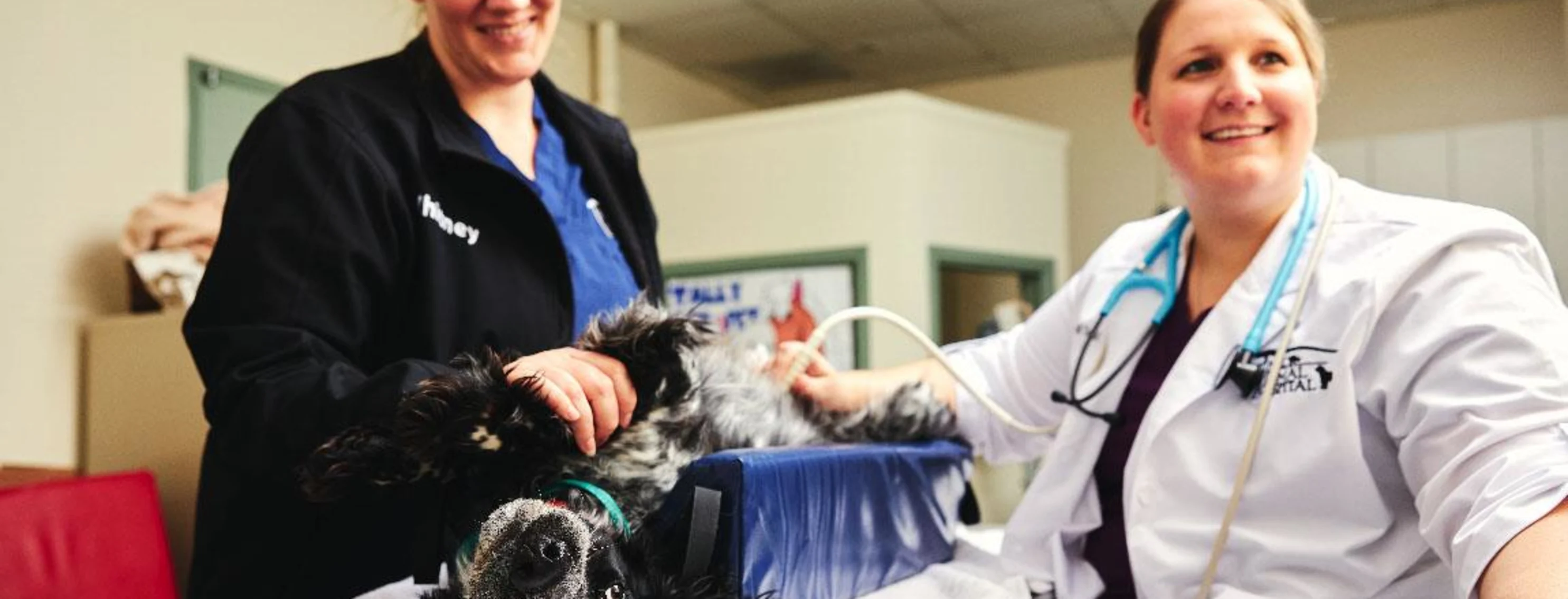 Doctor Todd and Vet Tech performing Ultrasound