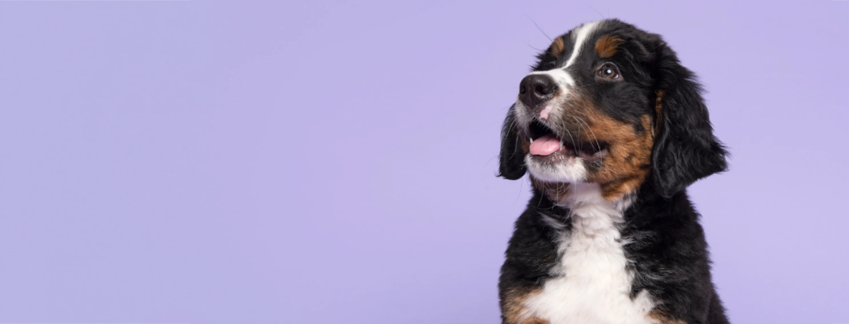 Dog Looking Left with Tongue Out in Front of a Lavender Studio Background