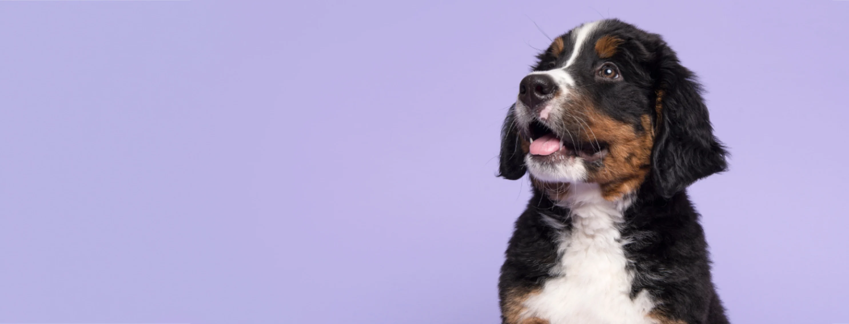 Dog Looking Left with Tongue Out in Front of a Lavender Studio Background Dog Looking Left with Tongue Out in Front of a Lavender Studio Background