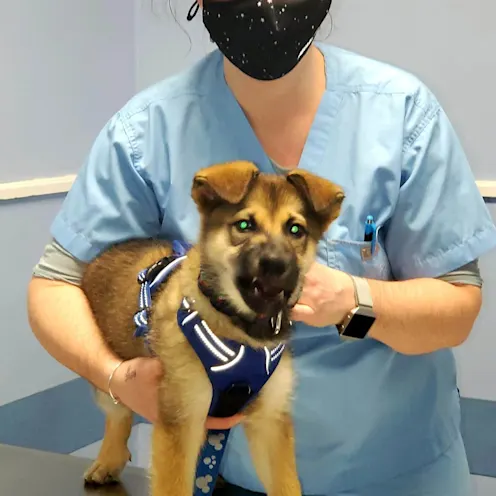 Dr. Jaime holding a patient at Westbridge Veterinary Referral Hospital Dr. Jaime holding a patient at Westbridge Veterinary Referral Hospital