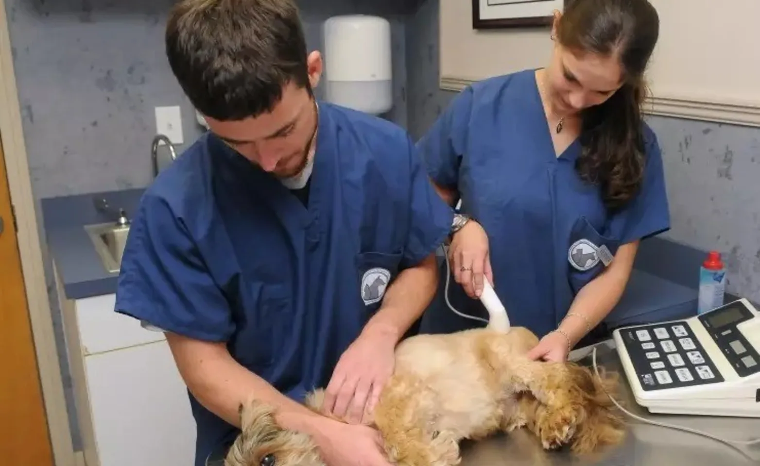 Veterinarians helping a small dog with physical rehabilitation Veterinarians helping a small dog with physical rehabilitation