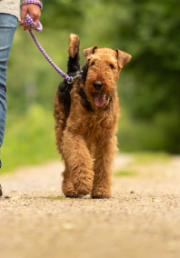 Dog being walked on a rural trail with trees in the background
