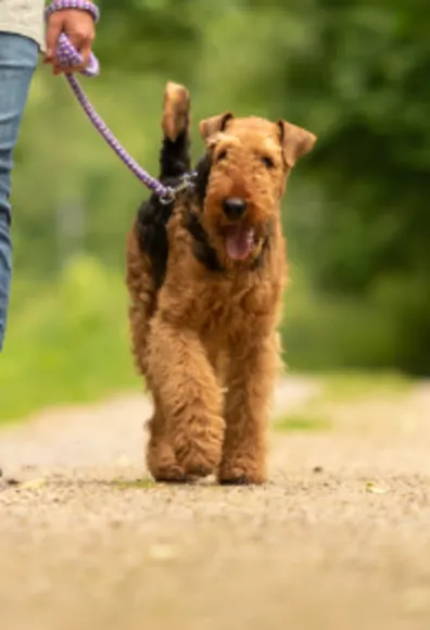 Dog being walked on a rural trail with trees in the background Dog being walked on a rural trail with trees in the background