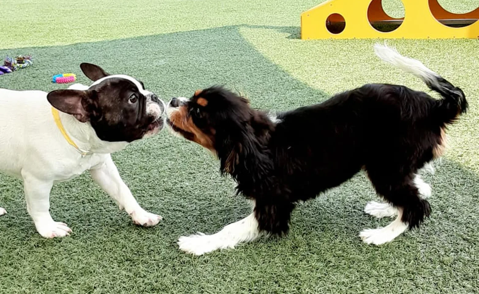 Puppies sniffing each other Puppies sniffing each other
