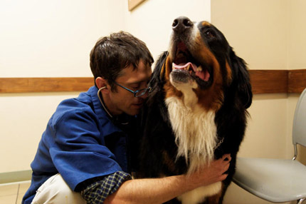 Veterinarian hugging big brown, black, and white dog