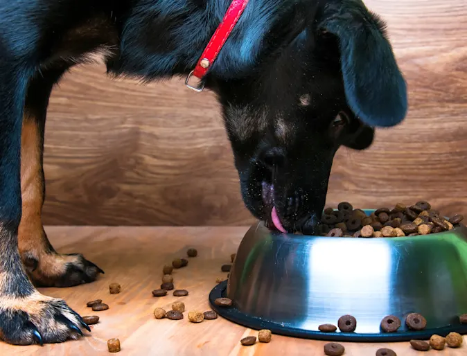 Dog eating food out of a bowl